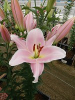 [4135 Rocelli No02.JPG]